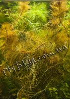 Перистолистник Рорайма (Myriophyllum sp. Roraima), SG10