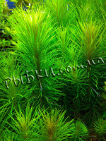 Погостемон еректус (Pogostemon erectus), SG6