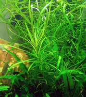 Погостемон октопус (Pogostemon octopus)