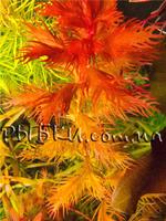 Прозерпінaка (Proserpinaca palustris), SG11