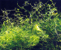 Пузырчатка (utricularia vulgaris)
