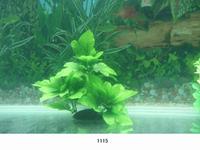 Искусственное растение в аквариум Lang №1115