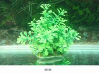 Растение для аквариума без грунта Lang №22152