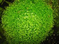 Риччия (Riccia)