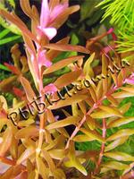 Ротала индийская (Rotala indica), SG2