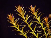 Ротала круглолистная (Rotala roundifolia)