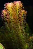 Ротала Валлиха (Rotala wallichii)