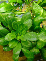 Самолус обыкновенный (Samolus valerandi)