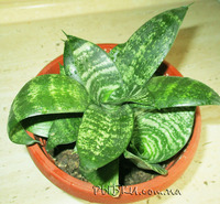 Сансевиерия ханни (sansevieria hahnii)