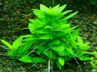 Стаурогин (Staurogyne sp)