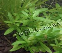 Стаурогін (Staurogyne repens), SG23