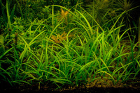 Стрелолист шиловидный (Sagittaria subulata)