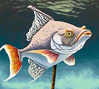 Стареют ли аквариумные рыбки? Мифы и реальность