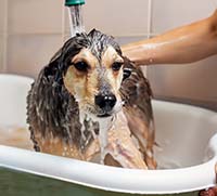 Можно ли мыть собак шампунями для людей?