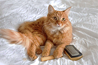 Секреты правильного ухода за шерстью вашего кота: выбор щеток и расчесок