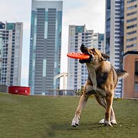 Собаки в городских условиях: как обеспечить активность и здоровье?