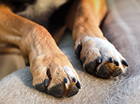 Уход за лапами собаки в холодное время года