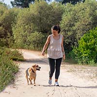 Дрессировка собаки: секреты успешного обучения и создания послушного питомца