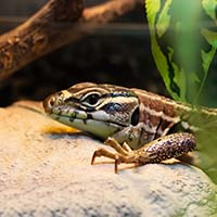 Экзотические животные в домашних условиях: как создать идеальное среду обитания для черепах, ящериц и других нестандартных питомцев