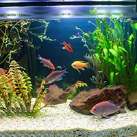 Уход за аквариумными рыбками: секреты здоровья и красоты ваших водных питомцев