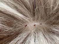 Как часто следует обрабатывать кошку от блох