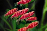 Як вибрати акваріумних рибок