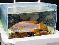 Как перевозить рыбок на дальние расстояния?