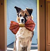 Как подготовиться к приему новой собаки в дом: список необходимых вещей для питомца