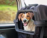 Аксессуары для комфорта и безопасности путешествий с питомцем: Обзор популярных аксессуаров для безопасных и комфортных поездок с собакой или кошкой