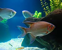 Корм для рыбок. Гранулы или хлопья, что лучше?