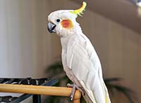 Забавные факты о попугаях: узнайте больше о вашем пернатом друге