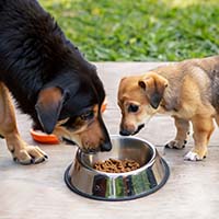 Особенности выбора корма для собаки по возрасту и размеру: Как правильно подобрать питание для щенков, взрослых и пожилых собак разных пород