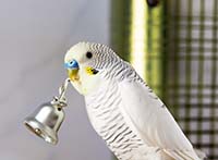 Умные игры для попугаев: развивайте интеллект своего пернатого друга