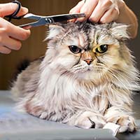 Стоит ли стричь кота в жару?