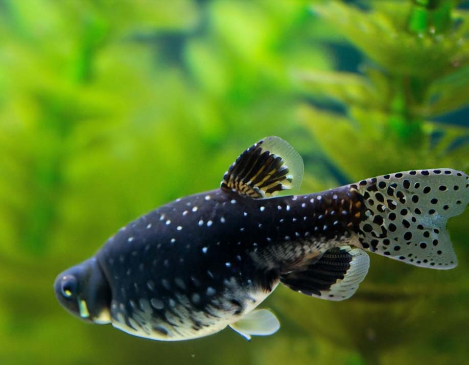 Здоровье аквариумных рыбок: профилактика и лечение болезней