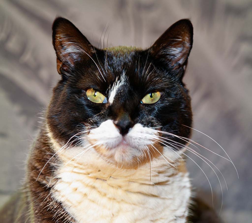 Почему кошкам опасно обрезать усы?