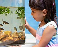 Аквариумные рыбки: источник психологической поддержки и релаксации