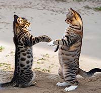 Появился второй кот в доме. Как избежать конфликтов