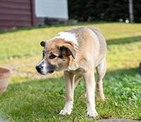 Переезд с собакой в новый дом. Как уберечь питомца от стресса