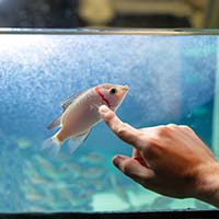 Узнают ли рыбки хозяина? Миф или реальность?