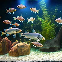 Выбор обогревателя для аквариума: Как подобрать правильный