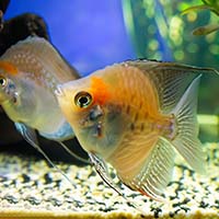 Замороженный корм для рыб vs сухой корм: В чем разница и какой выбрать?