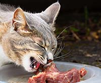 Преимущества натуральных лакомств для кошек: здоровое угощение для вашего любимца