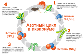 Как снизить уровень нитратов в аквариуме: Практические советы