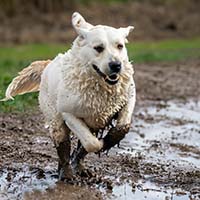 Как выгуливать белых собак в дождливую погоду
