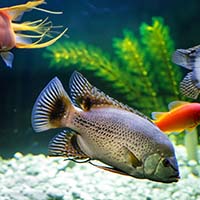 Психотерапия с аквариумными рыбками