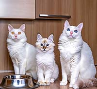 Питание кошек разных возрастов: Как выбрать корм для котенка, взрослой и пожилой кошки