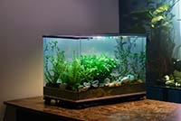 Аквариумные растения, которые не нуждаются в ярком освещении