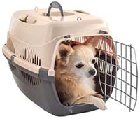 Выбор переноски для собаки: На что обратить внимание при покупке