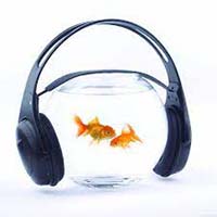 Мешают ли аквариумным рыбкам громкие звуки в доме?